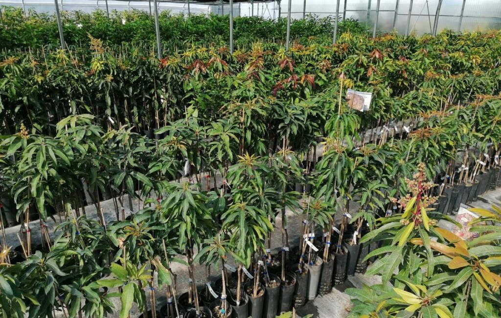 piante nel vivaio di Befruit