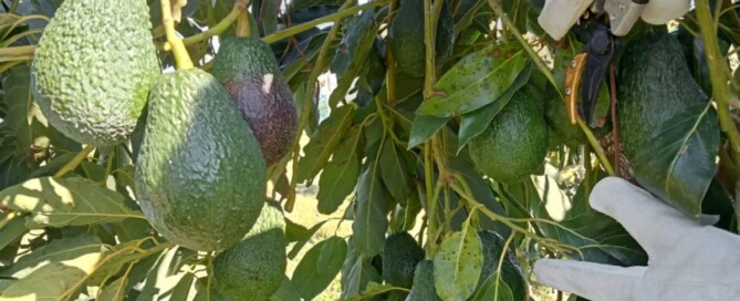 raccolta di frutti di avocado