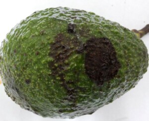 Malattia pianta avocado antracnosi