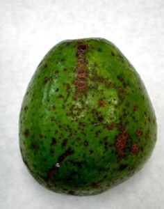 malattia pianta avocado crosta
