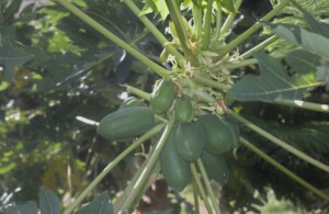 papaya matura sulla pianta